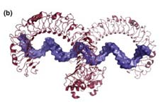 Toll-ähnlichen Rezeptoren (TLR) Abbas, Lichtman, Pillai: Cellular and Molecular