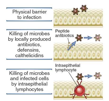 Die Rolle von epithelischen Sperren Physikalische Barrieren gegen die Infektion Vernichten die Mikroben mit lokale, produzierte antimikrobielle Peptiden Defensine, Cathelicidine