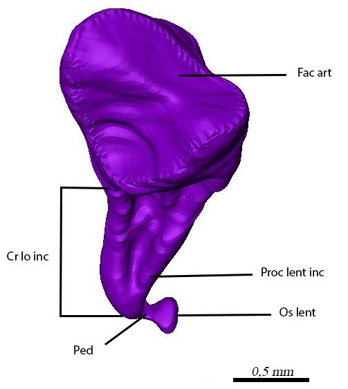 Deskriptionen dorsal dorsal occipital (A) medial (B) Abb. 27.