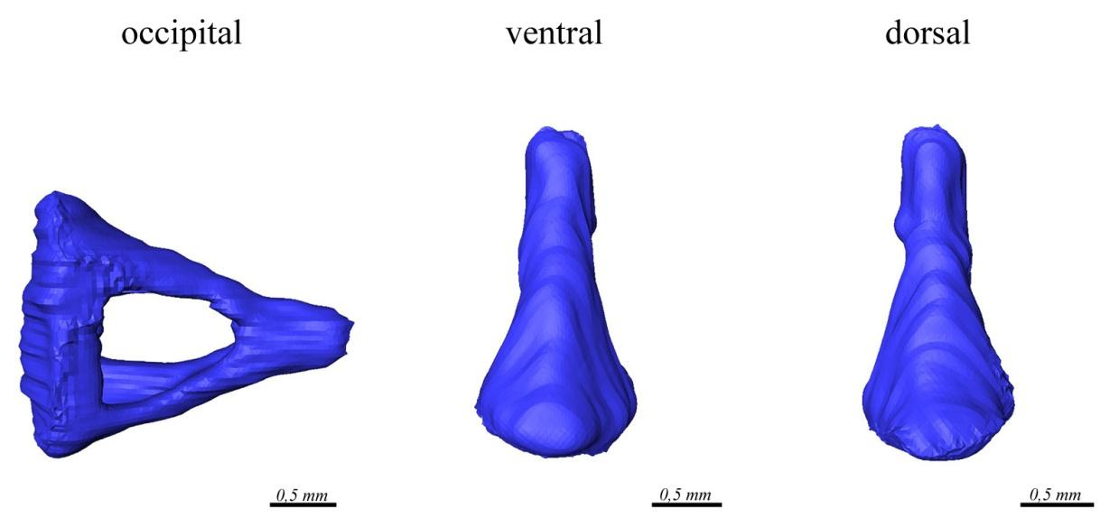 Deskriptionen Abb. 36: Stapes Prionailurus viverrinus (PIUW 4399) 6.4 Einleitung Auris interna Die Auris interna bildet den medial gelegensten Bereich der gesamten Ohrregion.