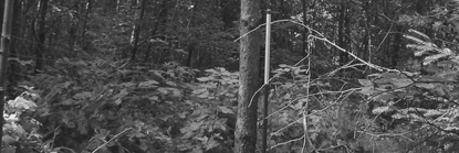 Demnach dominiert auf den Versuchsflächen im Hunsrück (Forstamt Dhronecken) klar die Pionierbaumart Birke, gefolgt von der Fichte.