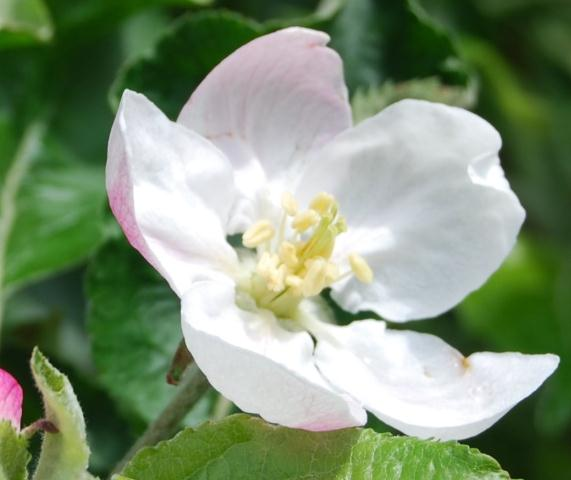 Einsatzzeitpunkt Wann soll Blossom Protect eingesetzt werden? Jede Blüte, die infiziert werden kann, muss vor deren Infektion behandelt werden.