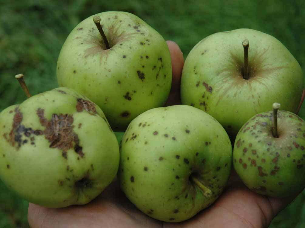 Für heutige Obstbauern erscheint die Krankheitsanfälligkeit von Apfelsorten normal.