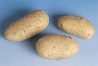 Kartoffeln Sorten 4.2.