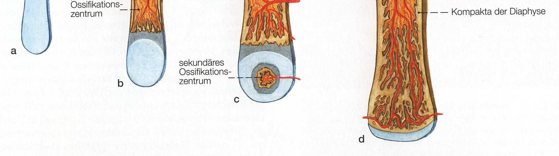 Abbildung 1: Aufbau des wachsenden Röhrenknochens [1] In der Diaphyse findet die perichondrale Ossifikation statt. Die Dickenzunahme geschieht anhand appositionellen Wachstums.
