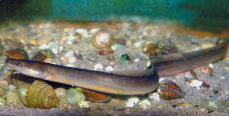 Kapitel 3 Ursachen und Folgen der Neozoenbesiedlung im Hochrhein Die Umstellung auf Neozoen-Nahrung bei Aalen Anhand der umfangreichen Nahrungsproben bei Aalen konnte an dieser Fischart ein guter