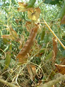 12 Punkte Masterplan Könerleguminosenanbau im ökologischen Landbau Thematische Übersicht Ascochyta-Komplex an Erbse Fuß- und Brennfleckenkrankheiten Mischinfektion aus - Mycosphaerella pinodes