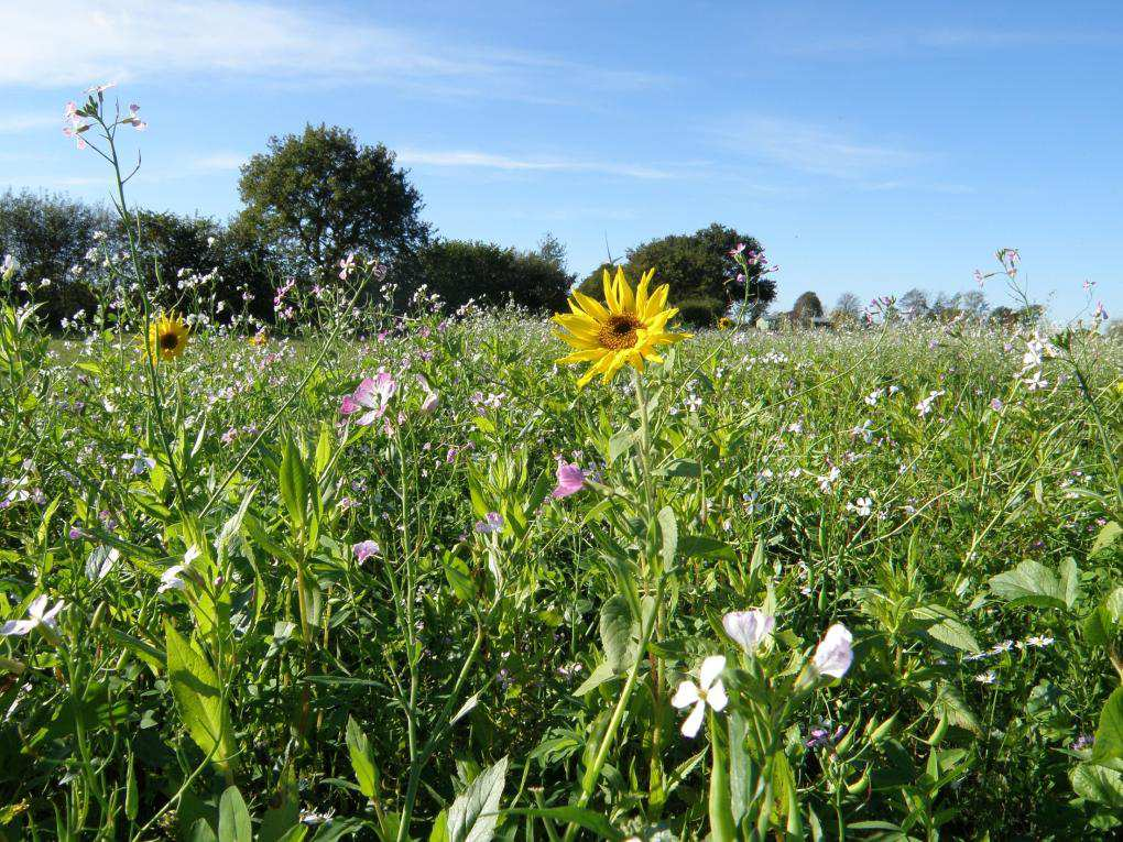 Ziele des Zwischenfruchtanbaus Erfüllung Greeningmaßnahmen Biodiversität Bodenlebewesen Erosionssschutz Bodengare Futterproduktion Unkrautunterdrückung Humusbilanz Bodenstruktur winterhart