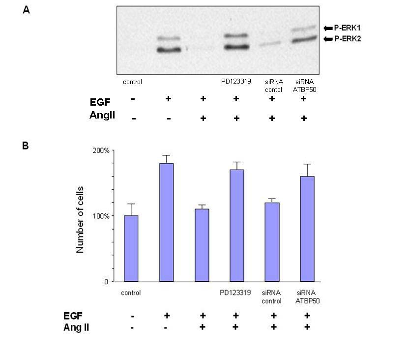 Ergebnisse Abb. 2.11 Einfluss von sirna gegen die mrna von ATBP50 auf die antiproliferative Wirkung von AT2-Rezeptor-Stimulation A.