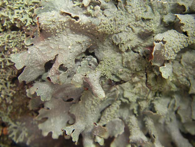 132 133 Der unter anderem auf der Wandflechte Xanthoria parietina häufige lichenicole Basidiomycet greift oft auf benachbarte Lager von Physcia tenella (SCOP.) DC. oder Lecanora- Arten über (vgl.