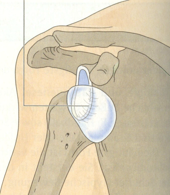3.2 Pathophysiologie der traumatischen anterioren Schulterluxation 3.2.1 Definition der Schulterluxation Pschyrembel (2004) definiert die SL folgendermassen: Verrenkung des Schultergelenks, meist