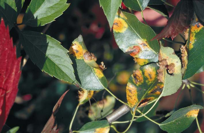 Abb. 1: Birnengitterrost an Wacholder im Frühjahr An der Birne (Pyrus communis) treten zeitlich versetzt Verfärbungen und Flecken auf den Blättern auf, zuerst etwa Mitte Mai auf der Blattoberseite