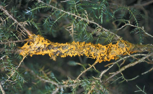 Biologie Die von den Wacholdern stammenden Basidiosporen überträgt der Wind (je nach Topografie 150 bis 500 m und darüber hinaus).