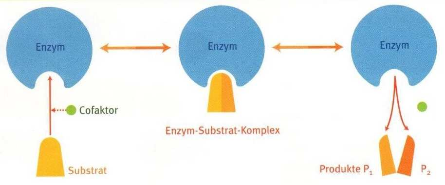 Abbildung 1 Enzyme katalysieren chemische Reaktionen innerhalb der Zellen. Viele benötigen ein Coenzym bzw. einen Co-Faktor für ihre Funktion.