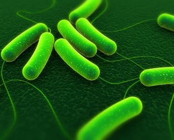 aktuelle Forschung: menschliches Darm Mikrobiom http://mymicrobes.eu jeder Mensch hat ca.