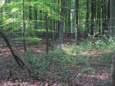 Die Entwicklung der Naturverjüngung im Landeswald Ergebnisse aus dem Kontrollzaunverfahren 15 Die Entwicklung der Naturverjüngung im Landeswald Ergebnisse aus dem Kontrollzaunverfahren Annett