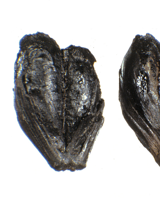 Exzellente Erhaltungsbedingungen Dendrochronologie und Archäobotanik Einzigartige Erhaltungsbedingungen für organische Materialien wie Holz und Pflanzenreste, bieten lebendige und faszinierende