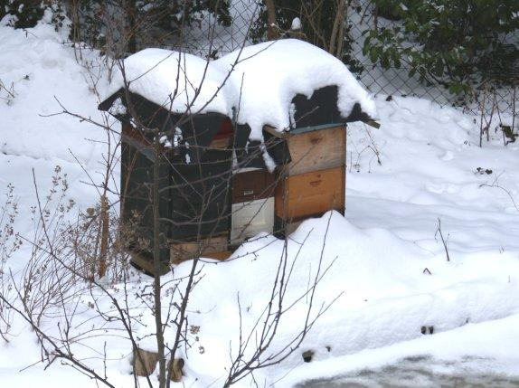 Günter Scheuermann Gedanken, Betrachtungen, Erfahrungen zum laufenden Bienenjahr Vorstellung Trotz meiner vielen Imkerjahre als Hobbyimker ordne ich mich immer noch bei den Lernenden ein.