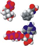 BIOPHYSI DER ZELLE Wasser Gase kleine polare Moleküle große polare Moleküle Ionen Metabolite Abb. 94: Membranpermeabilität einiger biologisch 