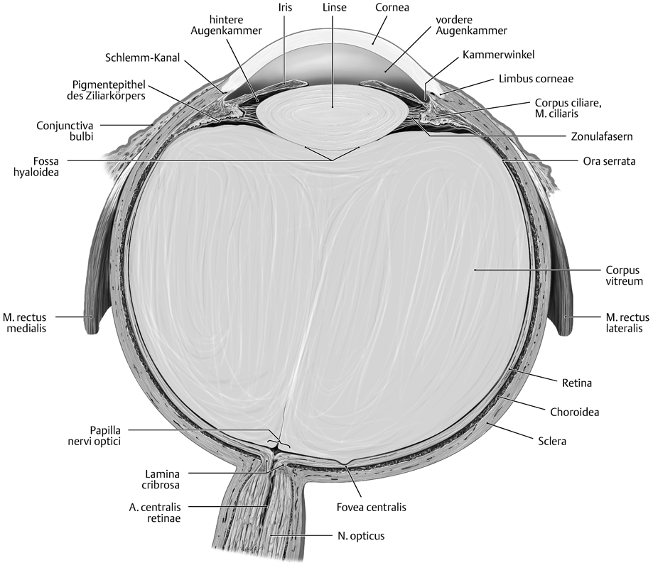 17.2 Die osteopathische Behandlung von Auge und Augenhöhle 835 Teil III Abb. 17.13 Horizontalschnitt durch den Augapfel.