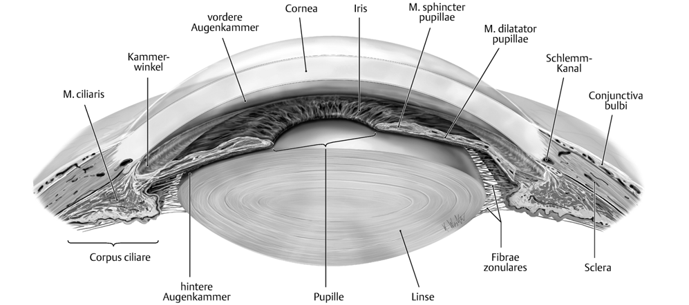 17.2 Die osteopathische Behandlung von Auge und Augenhöhle 837 Teil III Abb. 17.15 Lage von Iris und Corpus ciliare. Der Ziliarkörper (Corpus ciliare; Abb. 17.15) enthält eine kapillarreiche Gefäßschicht, die das Kammerwasser produziert.