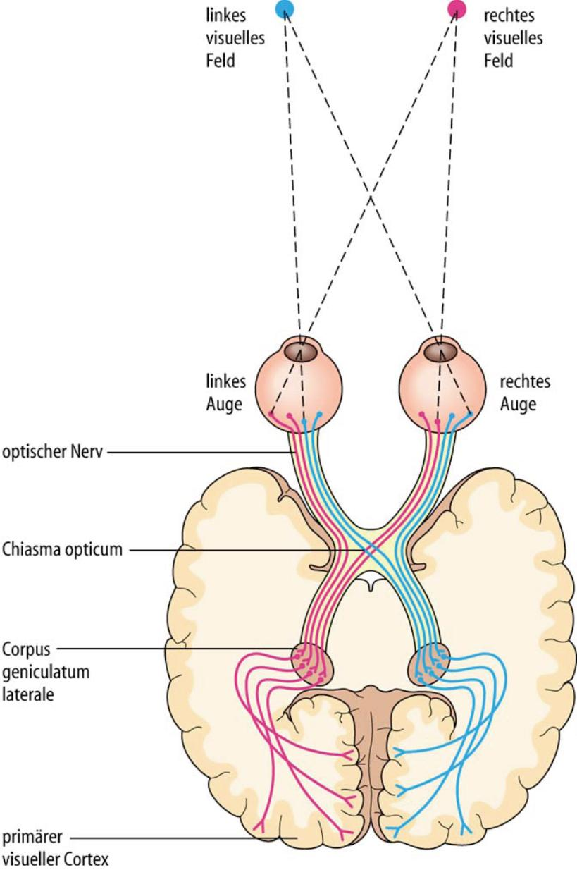 Reizleitung Die meisten Axone des Nervus opticus projizieren in das Corpus geniculatum laterale des Thalamus, wo sie mit nachgeschalteten Neuronen in Verbindung