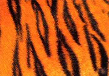 Anhang: Testmuster Testgruppe: Postkarte Zebra