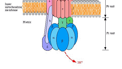 Konzepte: Photosynthese ATP-Synthese Der Protonengradient wird zur Erzeugung von energiereichem ATP eingesetzt.