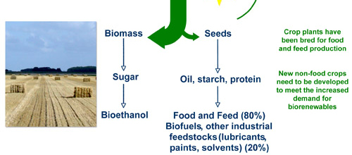 Anwendung: Energiepflanzen der Zukunft Der Grundkonflikt Der Großteil der pflanzlichen Biomasse (Cellulose) ist nur indirekt und nicht sehr effizient (Biogas) für die