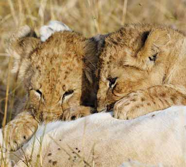 Löwenbabys Tierkinder mit vielen Feinden Löwenbabys kommen nicht mitten im Rudel zur Welt. Die Löwenmutter zieht sich zur Geburt in ein abgelegenes Versteck zurück.
