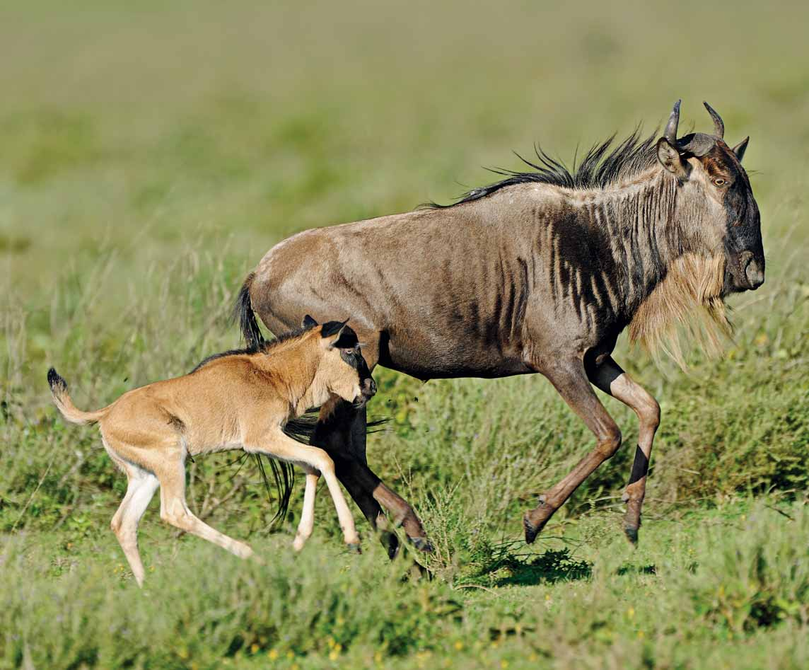 Gnukälber müssen sofort laufen lernen Die afrikanischen Kuhantilopen, die Gnus, sind die Lieblingsbeute der großen Raubtiere.