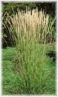 Federgras (Stipa tenuifolia) - bevorzugt eine sonnige Lage, - wird 60-80 cm hoch und bleibt kompakt, - blüht von Juni bis Juli, - an den Samen befinden sich dünne lange Stängel, die an Federn