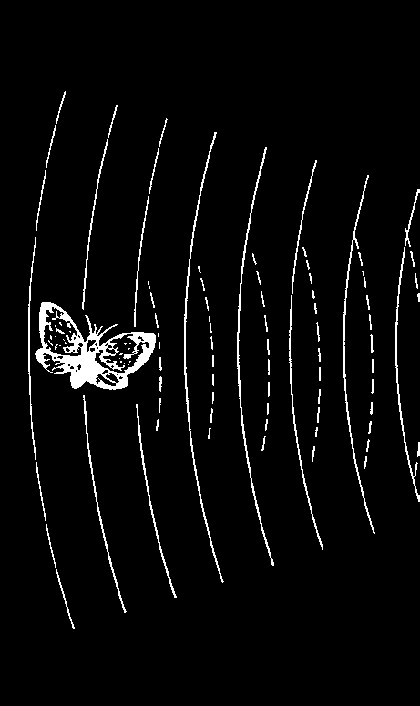Flugakrobaten Mit häutigen Schwingen 1 2 Fledermäuse sind neben den Flughunden die einzigen Säugetiere, die aktiv fliegen können. Ihre Vorderextremitäten sind zu Flügeln umgebildet.