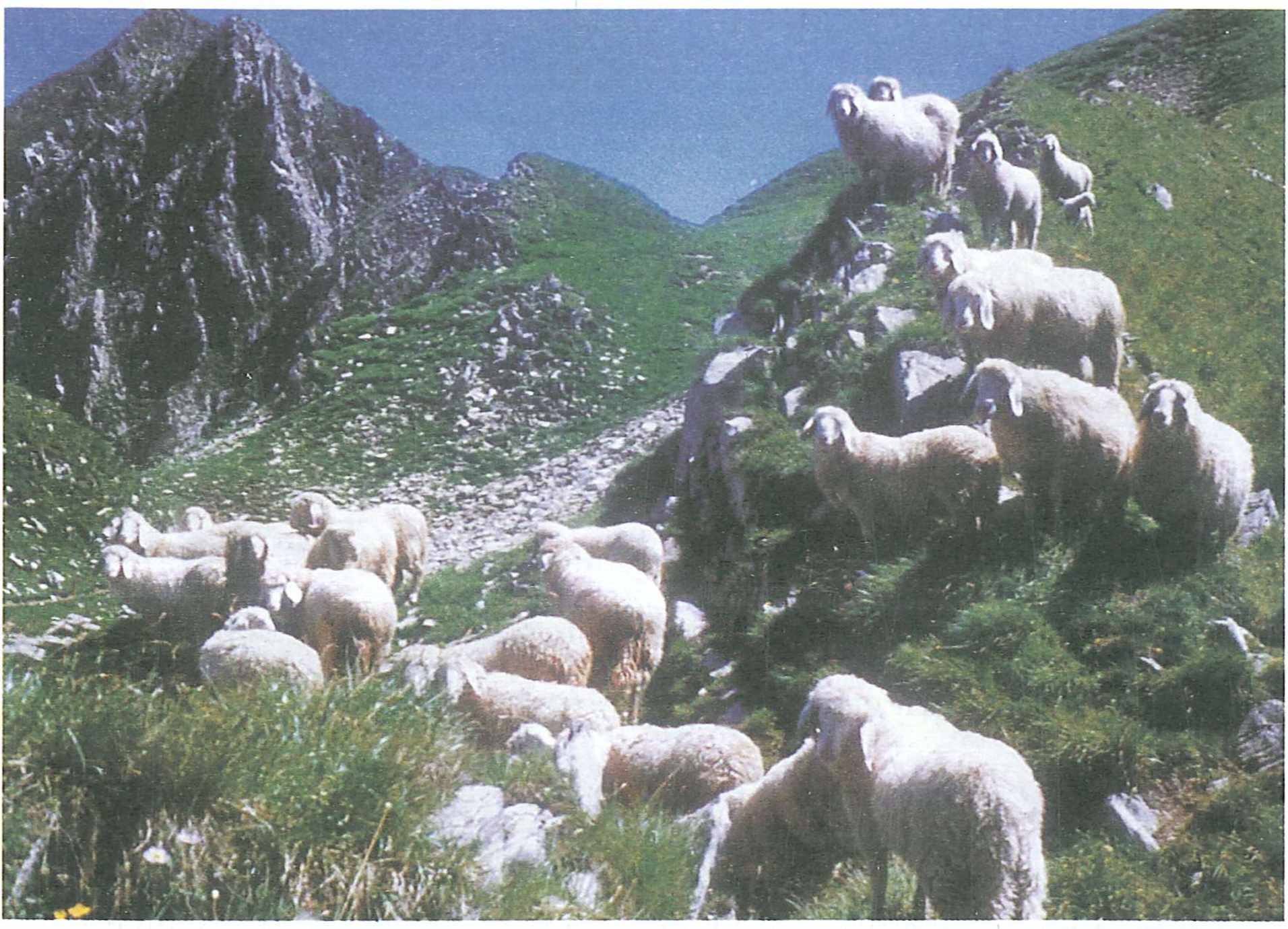 70 KAPITEL 6. AUS SICHT DER BEVÖLKERUNG Abbildung 6.3: Schafe den Futterbedarf nicht immer abdeckten, bewirtschaftet.
