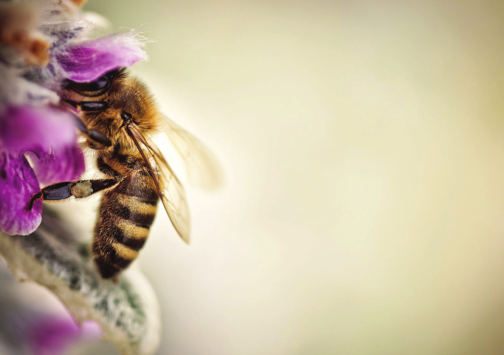 DE Apitherapie Inhalation von Aerosolen aus dem Bienenstock Inhalation von Aerosolen aus dem Bienenstock mit