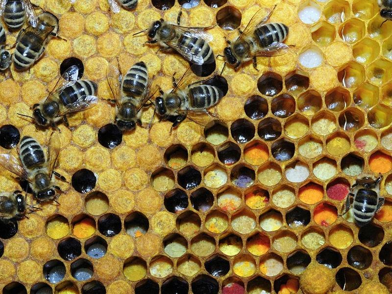 Pestizide in Pollen USA: 31 Pestizide in