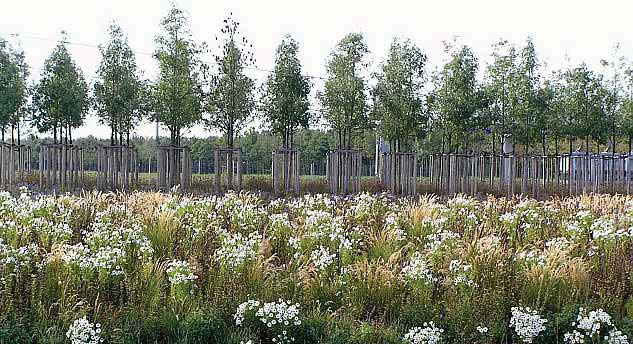 Soil for landreclamation can be used for vegetation Lageplan Fachtagung Neugestaltung