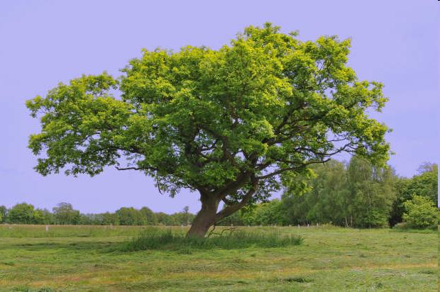 Giftige Gehölze Stiel-Eiche (Quercus robur) ++ Enthält Catechin-Gerbstoffe (Tanine) Giftig sind Rinde, Knospen, junge Blätter, besonders grüne Eicheln Giftig für Rind, Pferd,