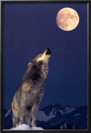 3.Lesetext:B Pro Natura: «Der Wolf ist ebenso unnötig wie Vogelgezwitscher, wie der Steinbock oder wie das Matterhorn. Aber er ist ein Teil der Schöpfung, der leben will wie alles, das lebt.