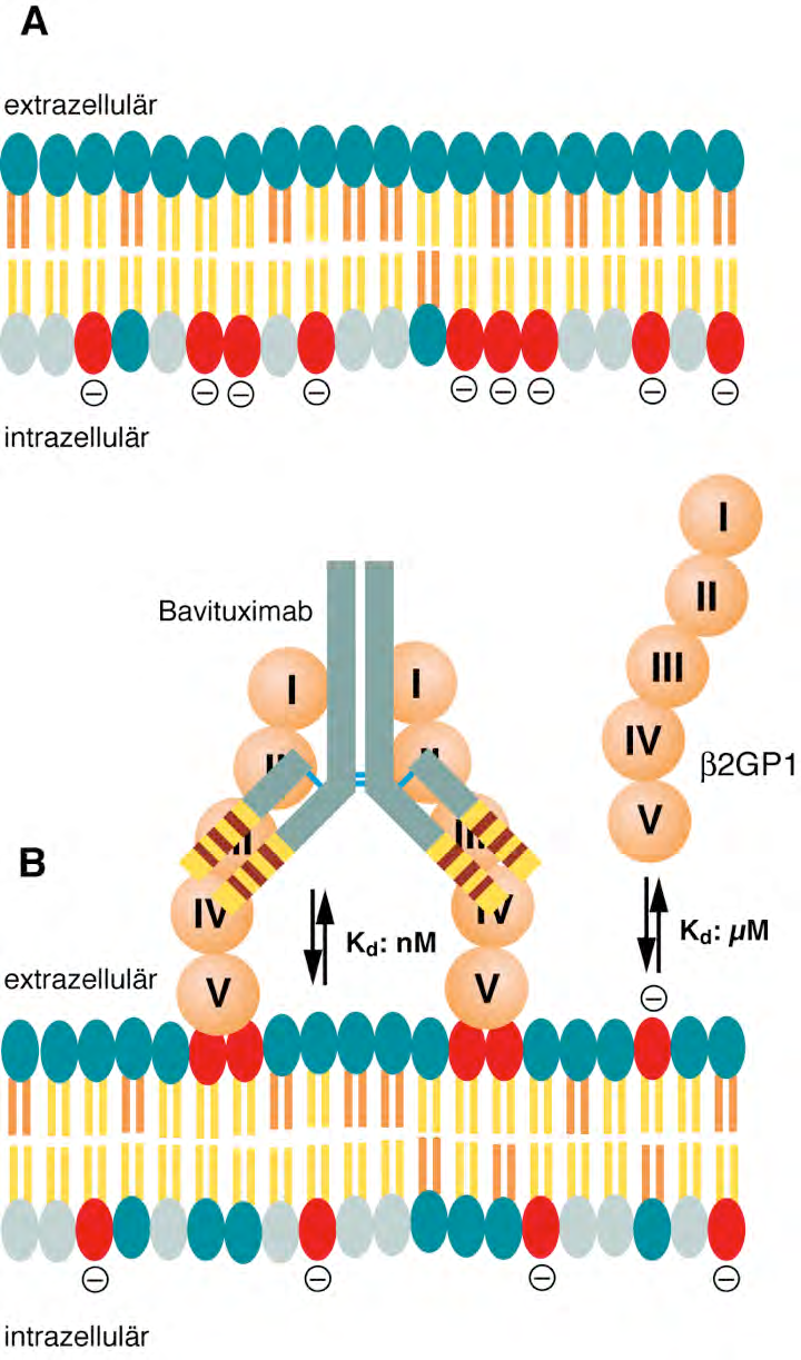 Biomembranen Chemie und Aufbau