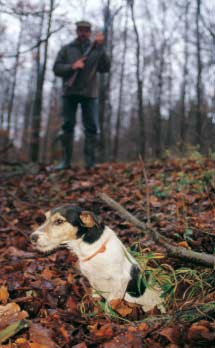 Nach Deutschland kam der Jack Russell Terrier mehr durch die Reiterei als durch die Jagd. Erst Ende der 70er, Anfang der 80er Jahre sah man diese Hunderasse vereinzelt im jagdlichen Einsatz.