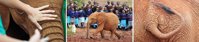 Reiseverlauf 2016 1. Tag: Abflug nach Kenia Abflug am Abend mit KLM von eutschland via Amsterdam nach Kenia. 2. Tag: Nairobi, optional Besuch im Sheldrick-Elefantenwaisenhaus Ankunft in Nairobi am Morgen.