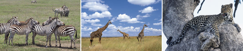 Nachmittag besuchen sie ein Massai-orf. Übernachtung wie am Vortag. FMA 12. Tag: In die Zentralserengeti Sie fahren weiter in die Serengeti.