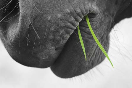 Fütterungspraxis und hygienische Mängel des Grobfutters und auch des Krippenfutters können die Gesundheit der Pferde beeinträchtigen.