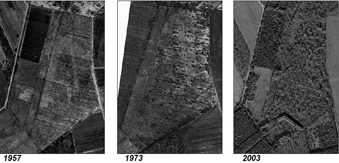DROSERA 2009 4.2.4 Der Südwestteil Für den Südwestteil des NSGs liegen Kartierungen aus 1979, 1994 und 2003 vor. In allen Kartierungen dominieren Wälder und zu einem kleinen Teil Moor-Biotope.
