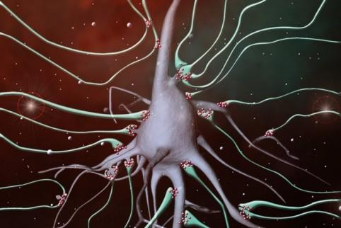 Nervenzellen, Gliazellen, Nervenfortsätze und Rezeptoren auf den Synapsen Sind