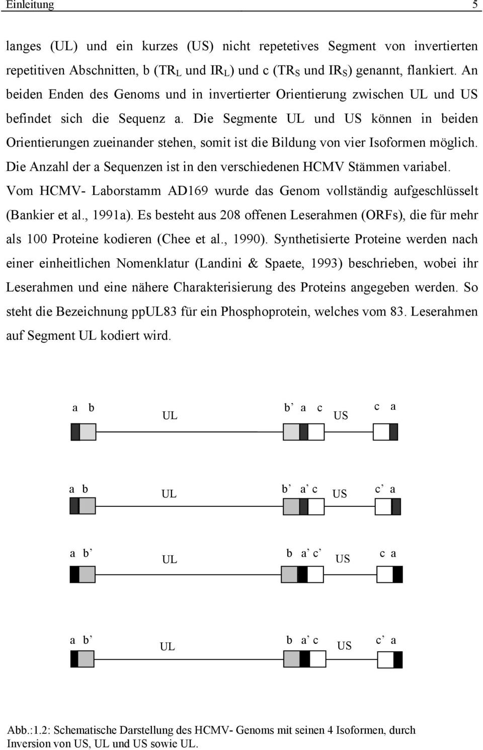 Die Segmente UL und US können in beiden Orientierungen zueinander stehen, somit ist die Bildung von vier Isoformen möglich. Die Anzahl der a Sequenzen ist in den verschiedenen HCMV Stämmen variabel.