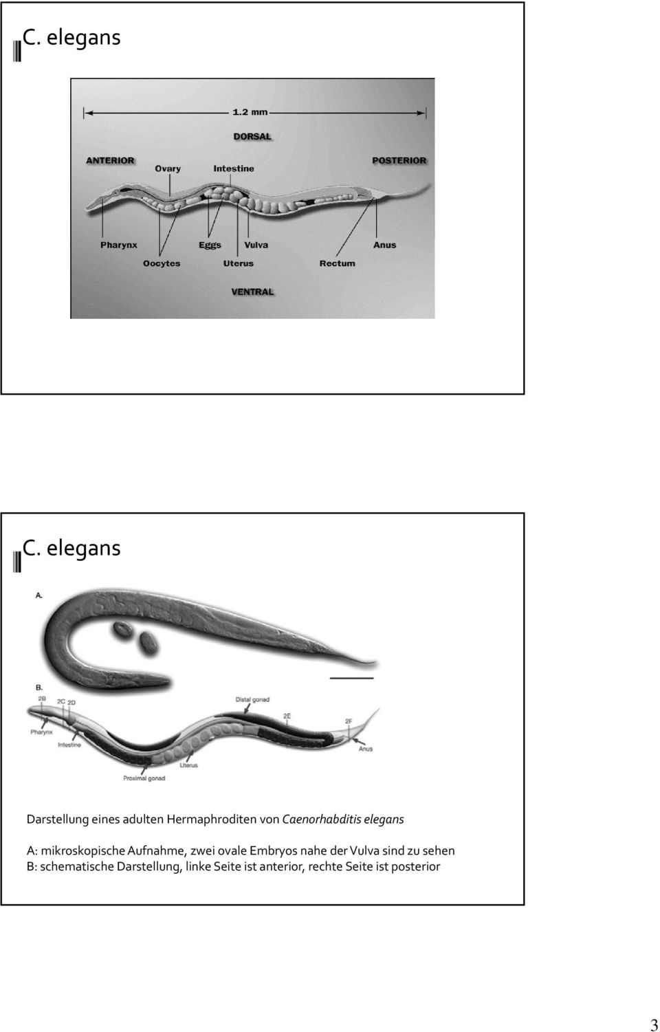 Caenorhabditis elegans A: mikroskopische Aufnahme, zwei ovale