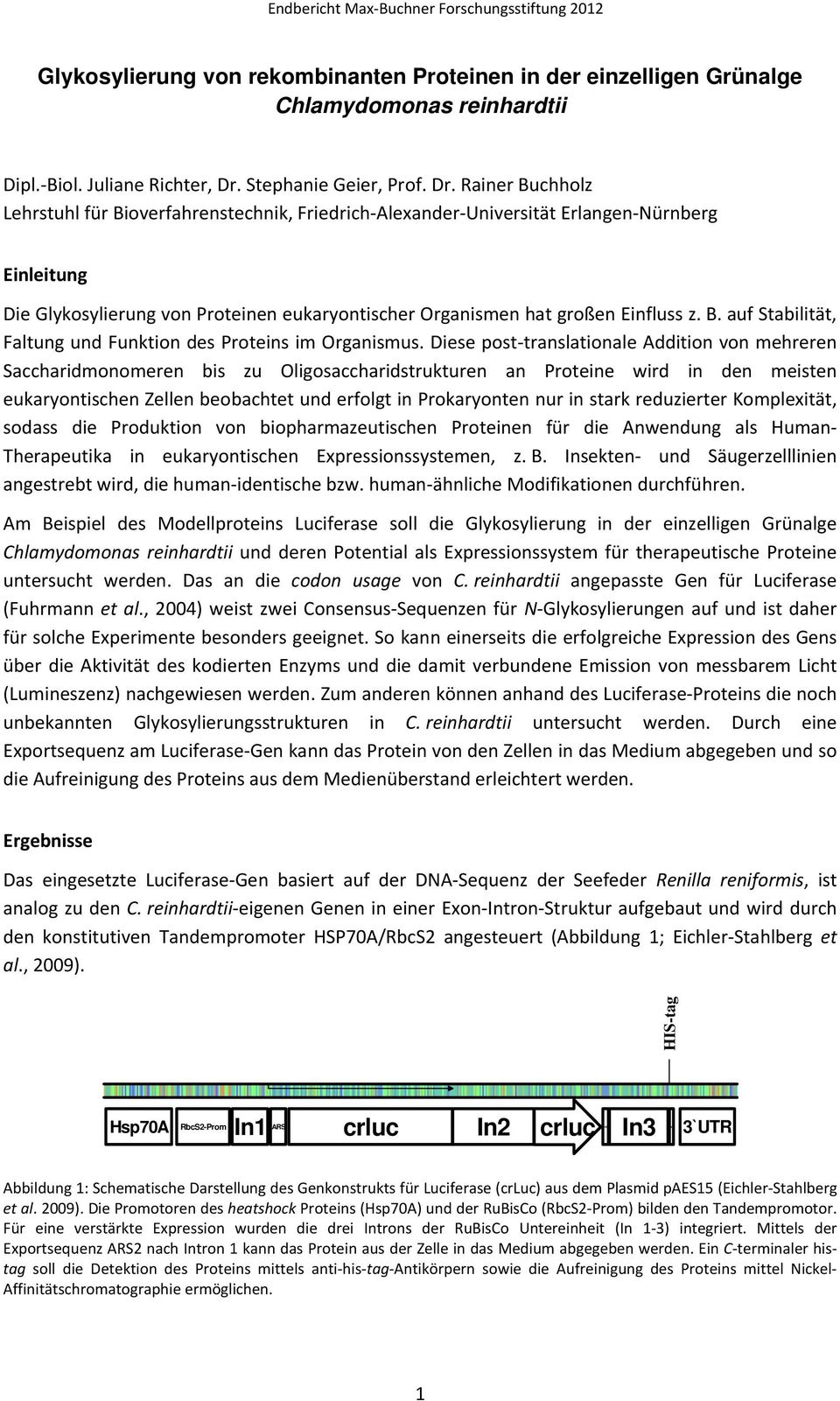 Rainer Buchholz Lehrstuhl für Bioverfahrenstechnik, Friedrich Alexander Universität Erlangen Nürnberg Einleitung Die Glykosylierung von Proteinen eukaryontischer Organismen hat großen Einfluss z. B. auf Stabilität, Faltung und Funktion des Proteins im Organismus.