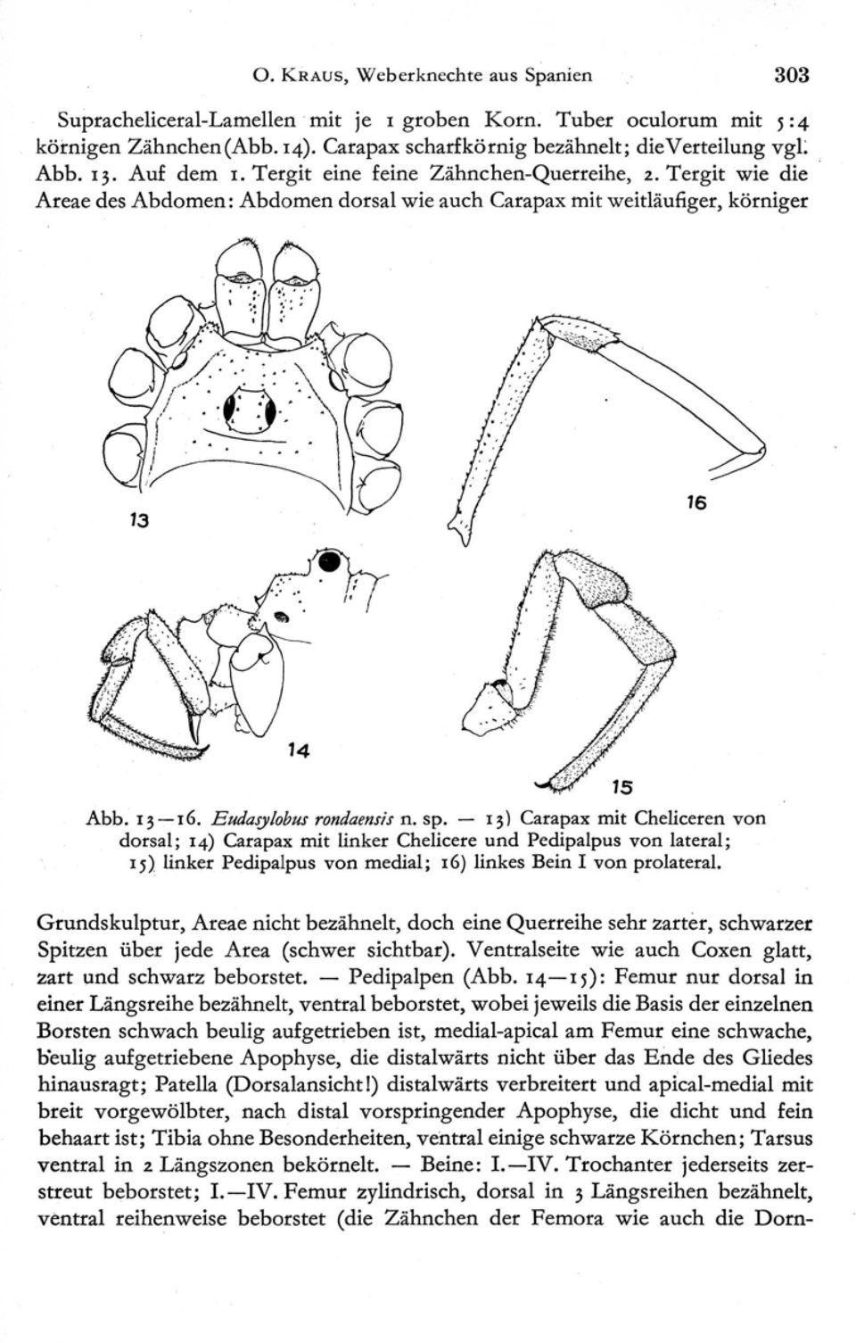 13) Carapax mit Cheliceren von dorsal ; 14) Carapax mit linker Chelicere und Pedipalpus von lateral ; 15) linker Pedipalpus von medial; 16) linkes Bein I von prolateral.